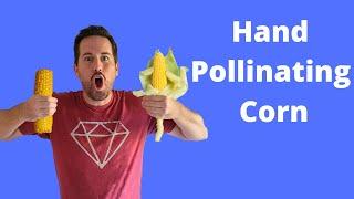 How To Hand Pollinate Corn For AWESOME Production