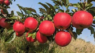 Сорт яблуні Гала МастГарні і смачні як цукеркиПрайс саджанців в описі під відео