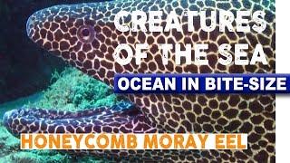 Creatures of the Sea - Honeycomb Moray Eel