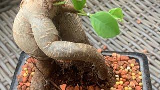 How to create a rooted cutting from a Bonsai? #bonsai  #trees #shorts