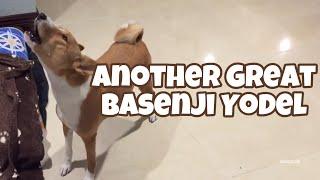 Another Great Basenji Yodel