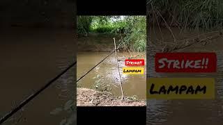 Strike Ikan Lampam Sungai #shorts #ikanlampam #zackmdfishing