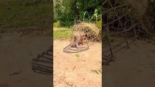 See how this wild boar trap works perfectly #BoarTrap #WildlifeControl #AnimalTrap #pigtrap