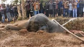 Elephant rescued from 20 feet dry well with the help of JCB in Southern East India.