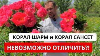 Чем же ОТЛИЧАЮТСЯ пионы Корал Шарм и Корал Сансет? Называем отличия этих сортов пионов.