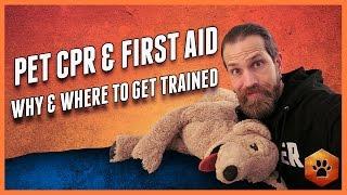 WHY You Need Pet First Aid and Pet CPR Training and How to Get it