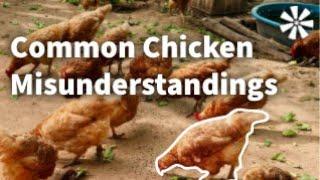 10 Common Myths About Chickens & Chicken Raising 