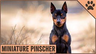 Miniature Pinscher Dog Breed Information