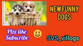 new funny dog video virl