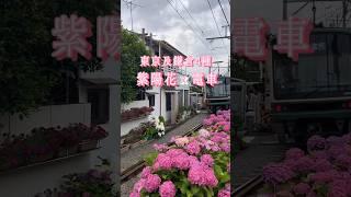 東京&鎌倉4種電車x繡球花風景喜歡拍攝的朋友 推薦你慢慢欣賞◕‿◕༶ #在日香港人 #在日港人 #日本旅遊 #日本旅行 #日本自由行  #紫陽花 #ajisai #神奈川 #繡球花 #鎌倉