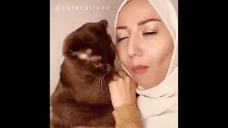Funniest cats-Dont try to stop laughing -pet lover