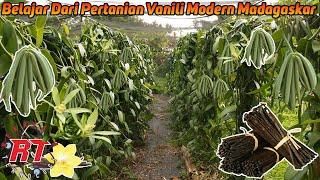 MODERN VANILLA FARM MADAGASCAR  BIGGEST PRODUCING VANILLA AGICULTURE