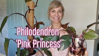 Philodendron Pink Princess  lets get more Pink with propagation  care tips