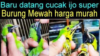 BARU DATANG CUCAK IJO BODY SUPER BURUNG MEWAH HARGA MURAH DI PASAR BURUNG PRAMUKA HARI INI