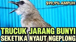 TRUCUKAN GACOR Ropel Panjang Buat PANCINGAN TRUCUKAN Agar Bunyi Jadikan BURUNG TRUCUK Gacor EMOSI