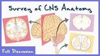 Anatomy Of The Central Nervous System Spinal Cord Brainstem Brain  Full discussion