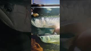 Arowana Oscars and Gurami is Roaming in The 6ft Tank