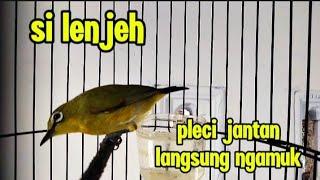 suara pleci betina lenjeh memancing jantan cepar gacor