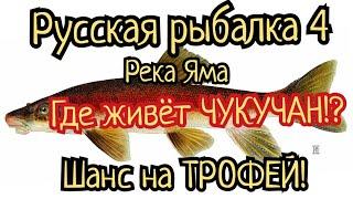 РР4. река Яма. Где клюет Чукучан? Шанс на трофей есть всегда