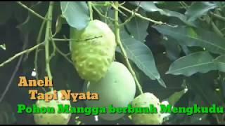 Pohon mangga berbuah mengkudu Firasat apakah ini