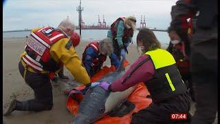 How the sea life rescuers train in the UK - saving whales dolphins seals turtles and more UK