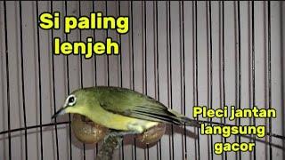 Pleci betina birahi manggil jantan