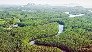 เขาจมป่า sea mangrove viewpoint ตรัง 10122020
