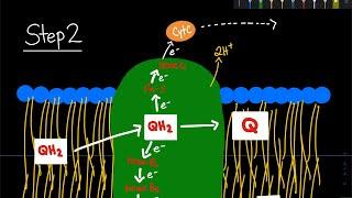 The Q Quinol Cycle in the Electron Transport Chain  Biochemistry
