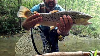 Fly Fishing Trophy Trout in Small WNC Stream