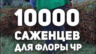 10 000 новых плодовых деревьев посадили в Чеченской Республике Дерево в Раю