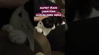 Ahmet Kaya şarkısıyla Hüzünlenen Kedi