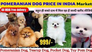 Pomeranian Dog Price In Indian Market  Teacup Dog Price  Pomeranian puppies price  Cute Pom Dog