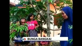 Wong Banjarnegara ncen ngene Iki