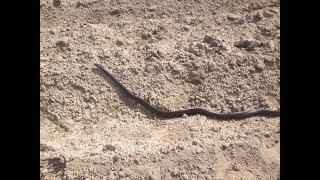 Old Video Of Sunbathing Snake Crossing Field 4-30-2016