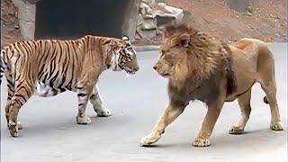 Lion VS Tiger Real Fight - Tough Creatures Ep. 4