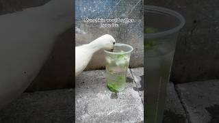 Munchkin rates peas a solid 010   #Ducks #Peas #ASMR #IceWater #FarmAnimals #DunkinDucks