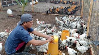 FREE-RANGE CHICKEN CAGES BRAN REDUCES FEED COSTS CAGE SPRAYING