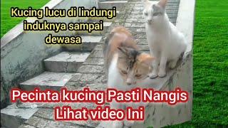 Kucing Lucu Yang Di Lindungi Induknya Sampai Dewasa Aneh Tapi Nyata Ini Penyebabnya...