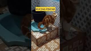 Kucing Pintar  JANGAN NONTON PAS LAGI MAKAN   #cats