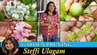 Garden Vlog in Tamil  Garden Maintenance after Winter  Pruning Fruit Trees