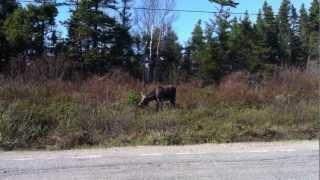 Moose feeding on the side of the road.