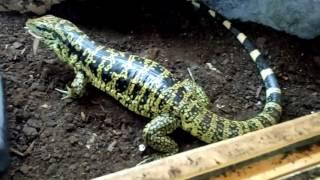 Columbian gold tegu feeding