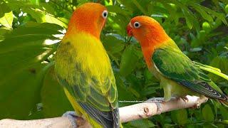 Lovebird Chirping Sounds - Euwing Green Gold Opaline Fischer & Dark Green Opaline Fischer