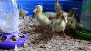 RAISE DUCKLINGS WITHOUT A HEAT LAMP?