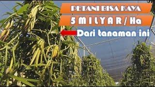 Petani Bisa Kaya 5 MilyarHa dari Tanaman Vanili