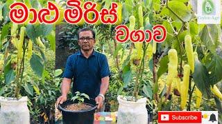 How to grow capsicum in a pot මාළු මිරිස් වගාව  Ceylon Agri  Episode 16