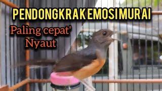 MURAI BATU BETINA AMPUH UNTUK PENDONGKRAK EMOSI MURAI PALING CEPAT NYAUT   #shama #CHOELUA #MURAI