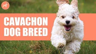 Cavachon Dog Breed Bichon FriseCavalier King Charles Mix