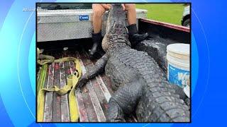 13-year-old boy attacked by alligator calls 911 himself