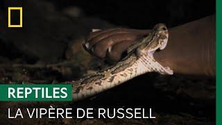 Ce serpent spécialiste de lembuscade est lun des plus mortels au monde